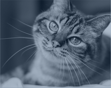 Pet Wellness Care in Wilkesboro: Close-Up of Cat