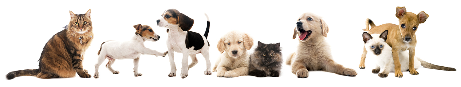 Animal Hospital in Wilkesboro: Line of Cats and Dogs