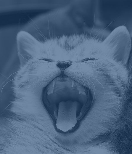 Pet Dental Care in Wilkesboro: Cat Yawning