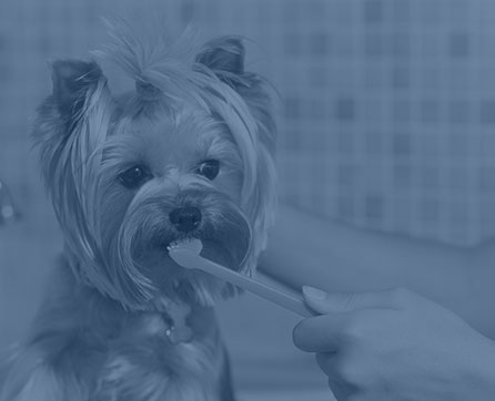 Pet Dental Care in Wilkesboro: Dog Getting Teeth Brushed